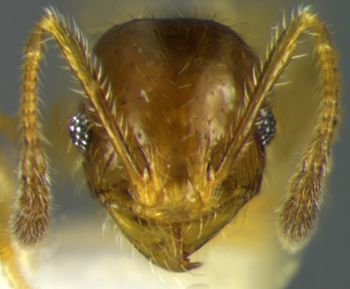 Media type: image;   Entomology 20729 Aspect: head frontal view 3